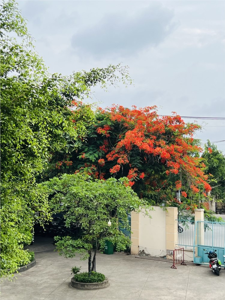Ảnh đại diện